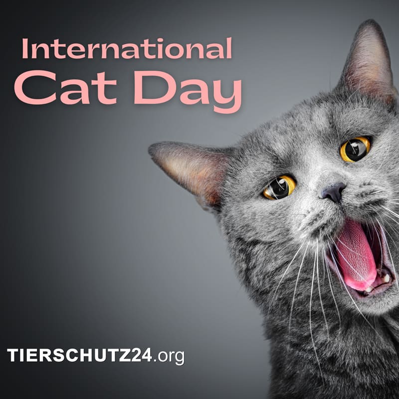 Internationale Tag der Katze